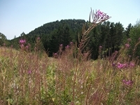 Pineta_Ragabo - 20110828 135.jpg